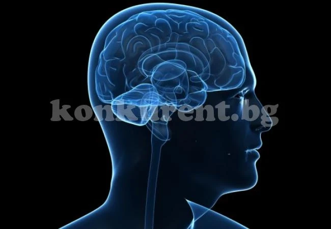 Големият мозък не прави човек по-умен