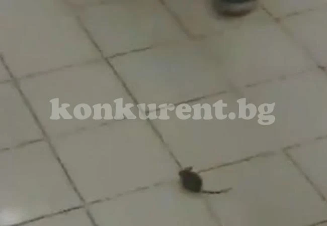 Мишки щъкат между краката на клиенти във врачански супермаркет