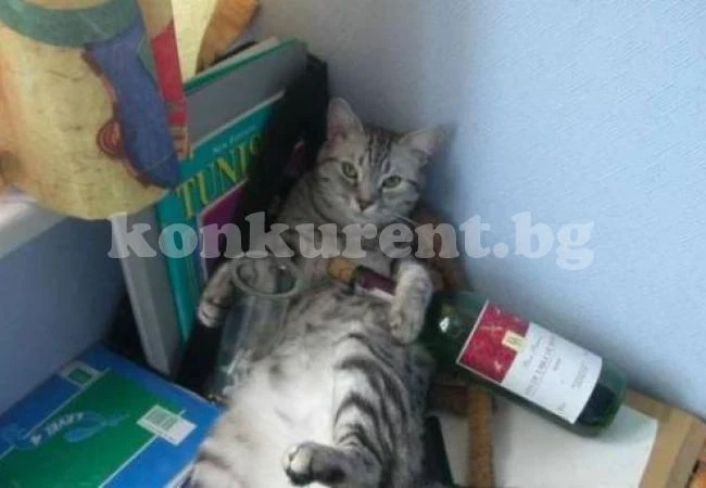 Котаракът Альоша изпи три бутилки вино, заключен в изба