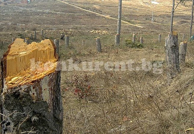 Горските хванаха 14 кубика дърва