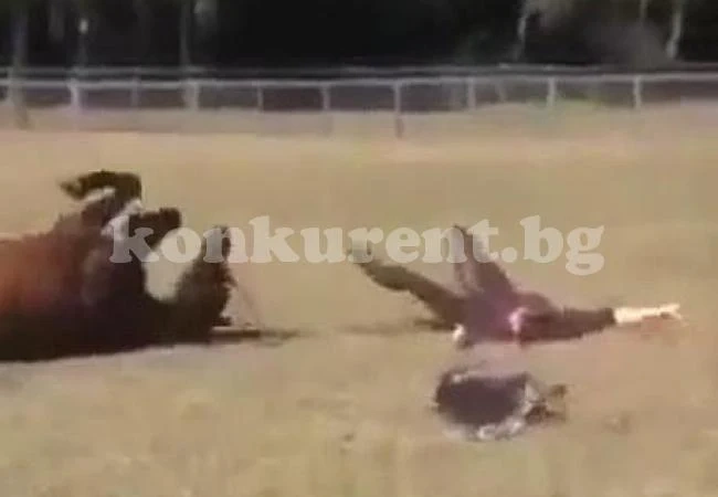Кон, куче и човек заедно се занимават с фитнес
