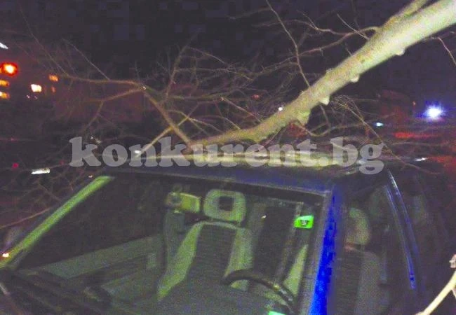 Дърво падна върху джип във Враца