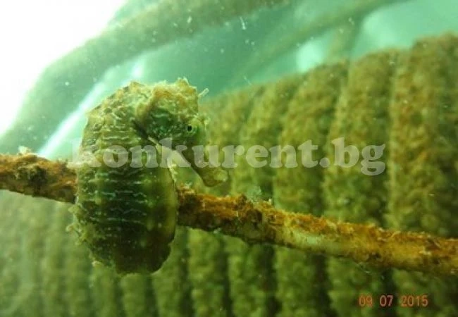 Гигантски водорасли се появиха край Варна - пречистват морските води