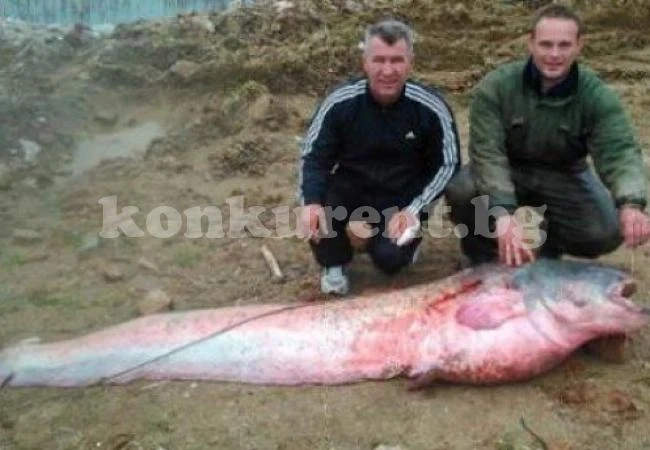 23-килограмово чудовище е уловено в Дунав