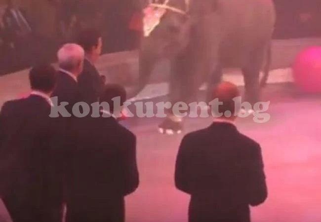 Слон едва не стъпка министър, губернатор и Йосиф Кобзон (ВИДЕО)