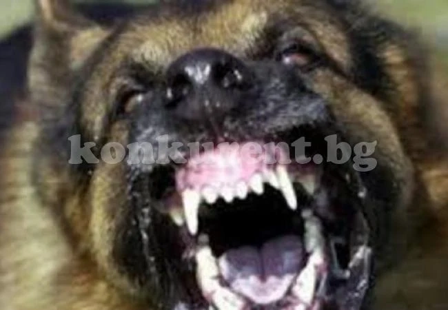 Апаши упоиха кучета и задигнаха оръжие на бивш военен