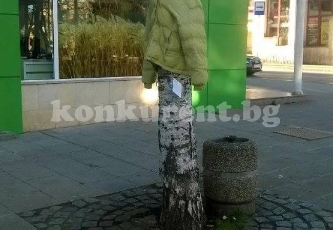 Дървета във Враца осъмнаха с якета