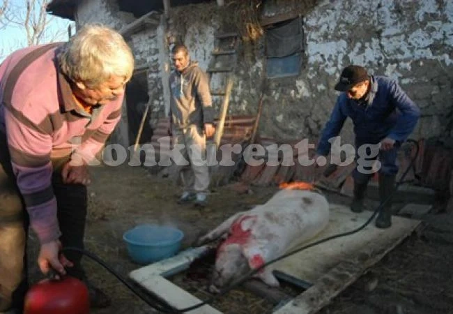Свински сватби в Северозапада