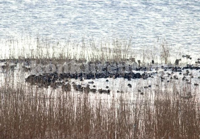 Бройкат зимуващите водолюбиви пилета