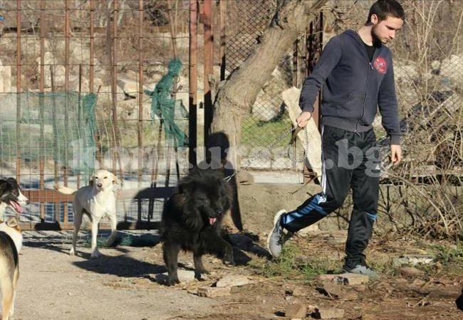 Тодор бил доброволец към Animal help във Враца