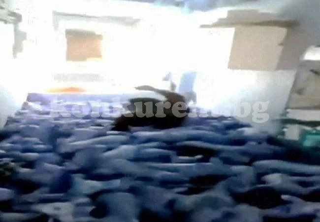 Дебел селянин сплеска десетки прасенца (ВИДЕО 18+)