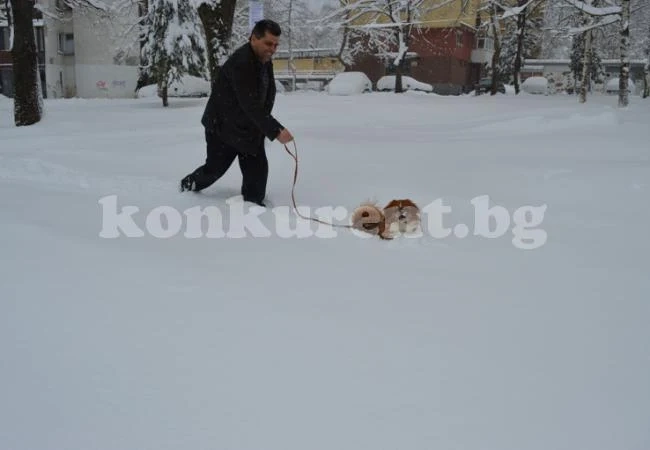 Събират такса „домашен любимец“ във Враца