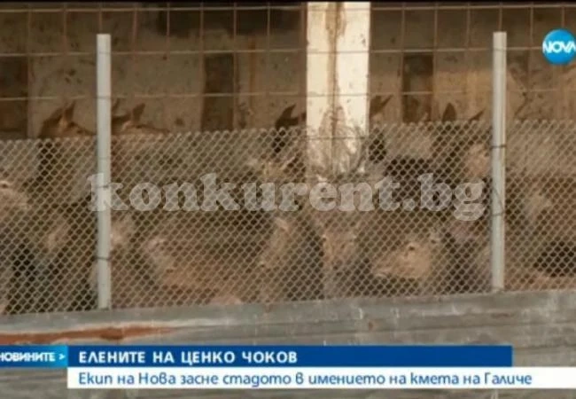 Заснеха елените на Ценко Чоков