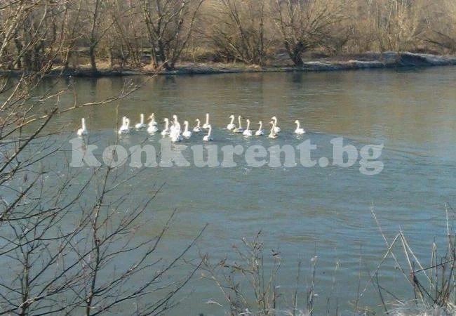 Лебеди красят река Огоста