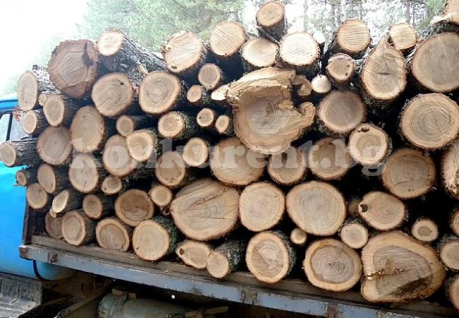 Заловиха петима за незаконна сеч