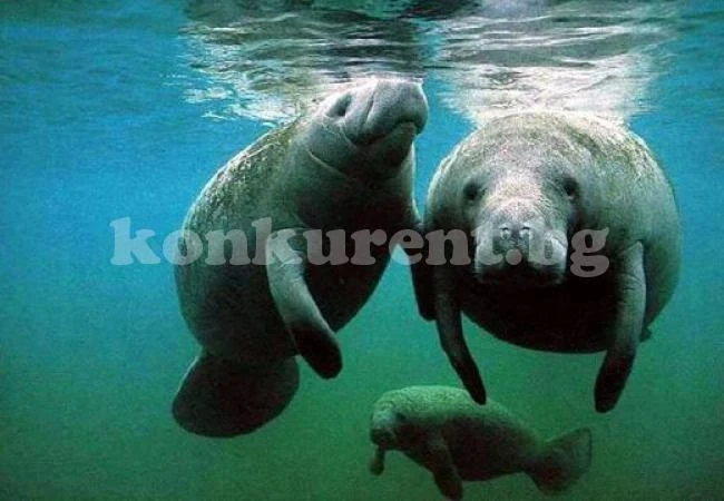 Вижте къде бъка от морски крави