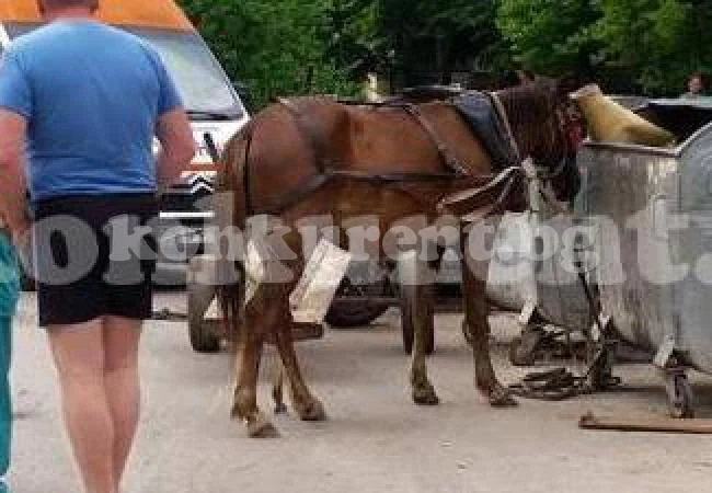 Кон и кола катастрофираха във Враца