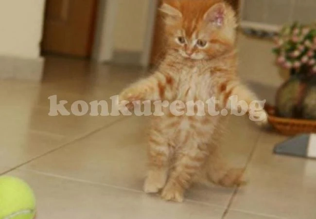 Малко коте ли сте?