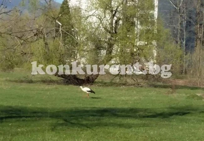Щъркелите вече са и във Враца