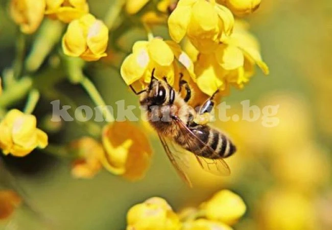 Вижте какво да очаква всяка зодия тази пролет