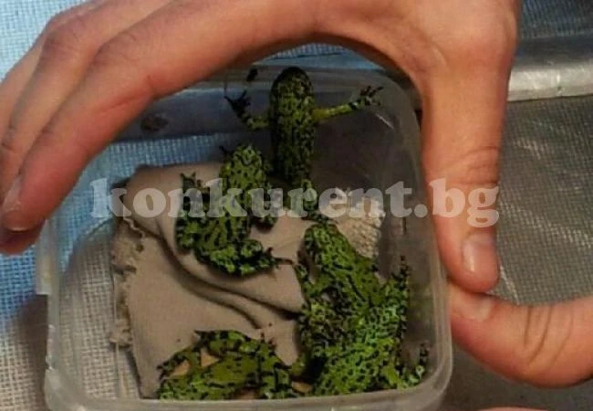 Пяна от жаба! Ето какво ще церят с нея