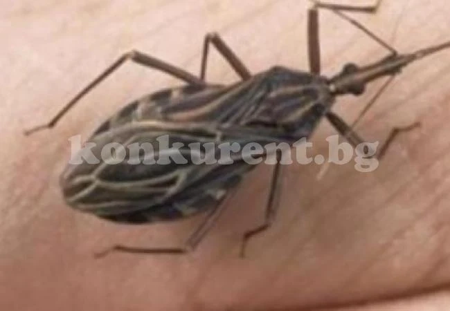 Видите ли такава буболечка, веднага потърсете помощ