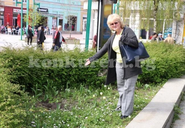 Свиха магнолията пред Съдебната палата