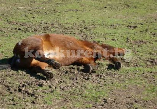 Полицията се захвана с убити кон и куче