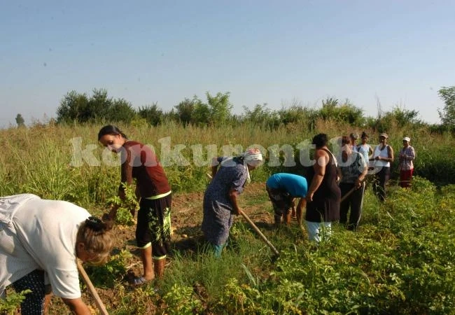 Двойно повече земя искат да обработват в Долни Цибър