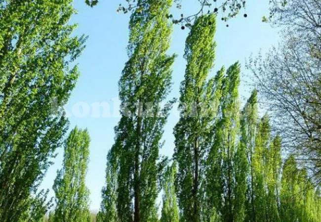 Залесяват с млади тополи землища на бойчиновски села