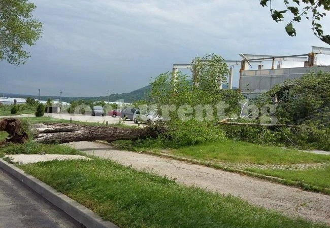 Вятърът събори топола във Враца