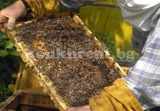 Доцент пристига във Враца заради изчезващите пчели