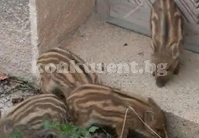 Вижте къде се заселиха диви прасета!
