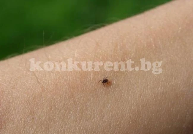 Ето как да се предпазите от кърлежи
