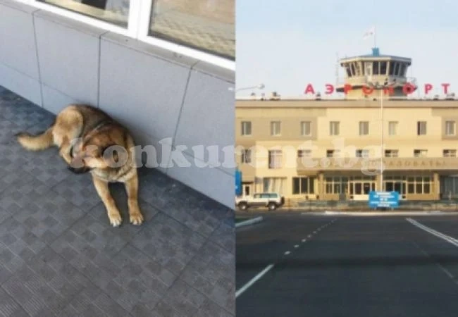 Куче чака стопанина си цяла седмица на летище