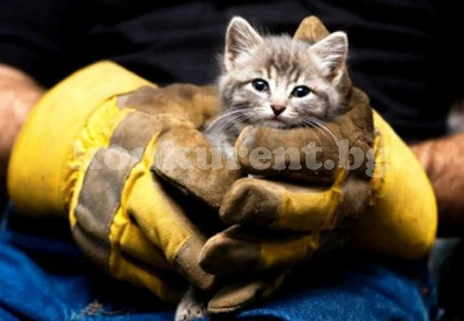 Спасители вадиха котенце от шахта