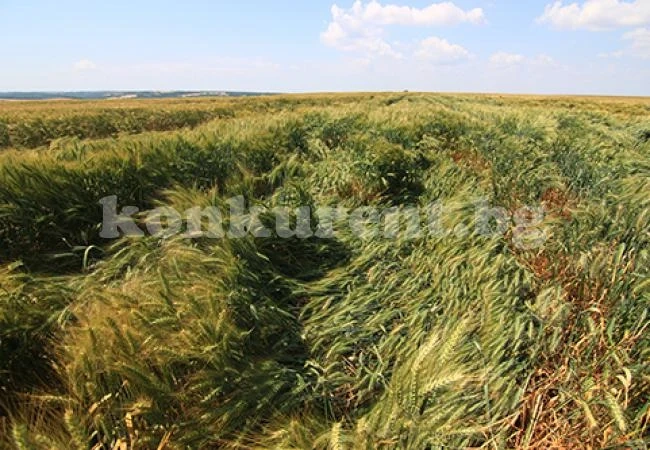 Градушка и порой съсипаха насаждения