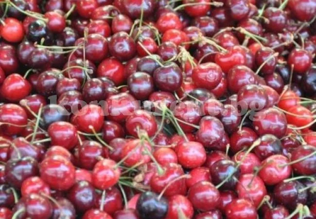Скандално: Търговци надуха 5 пъти цената на черешите
