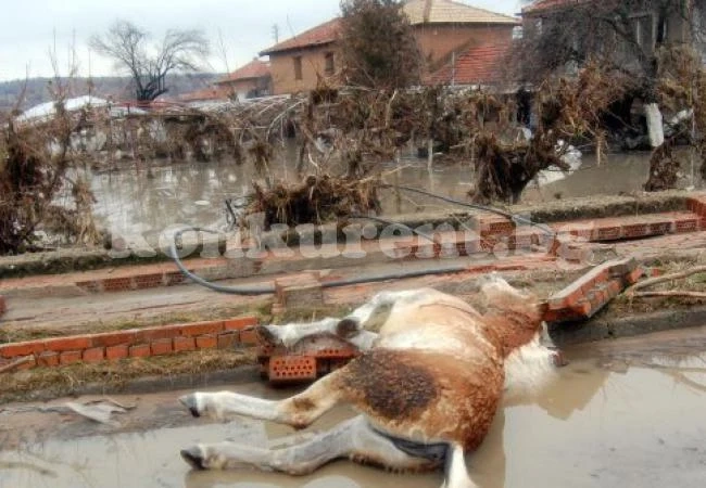 Умъртвиха 96 крави заради опасна зараза