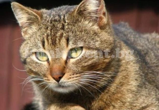 Котка подивя и взе стопаните си за заложници