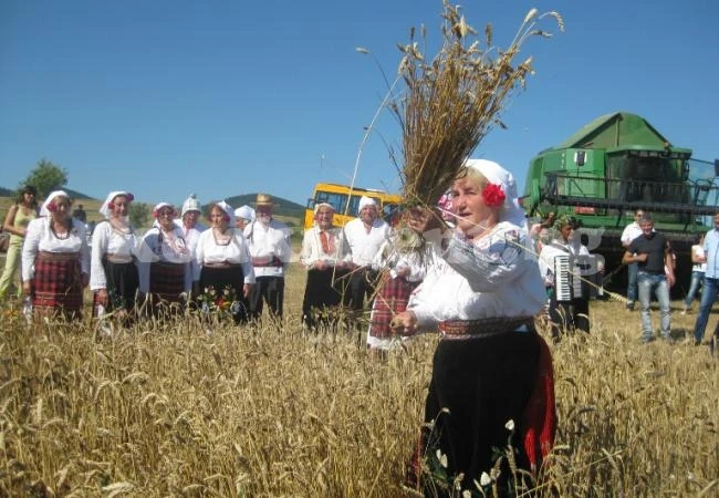Във Вещица възродиха жътвен обичай