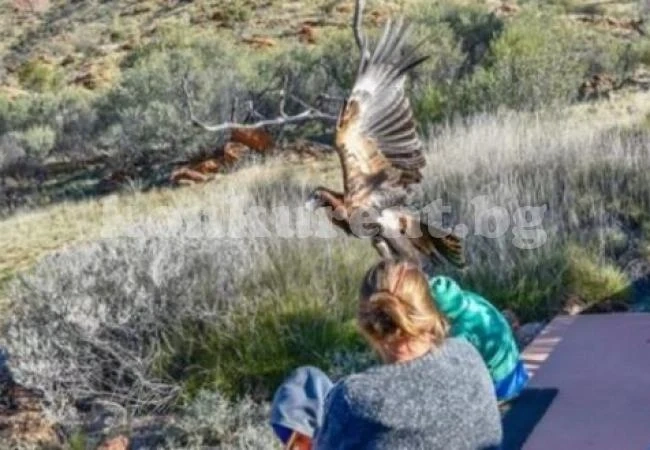 Хищна птица се стрелна от небето, за да отвлече момче