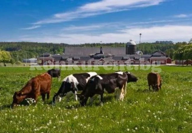 Модерни времена: Петли и крави тормозят новите селяни в България