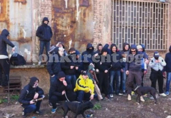 Банда пребива хора и насъсква питбули срещу тях