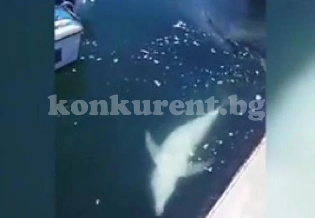 Делфини на яхтеното пристанище в Созопол