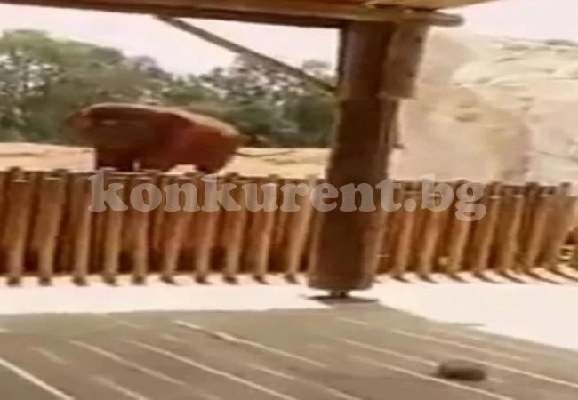 Слон в зоопарк хвърли камък по момиченце и го уби (ВИДЕО 18+)