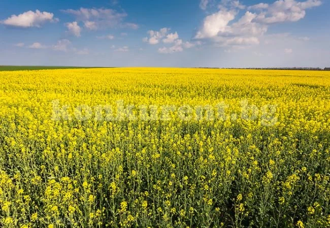 650 лева върви тон рапица в Северозападна България