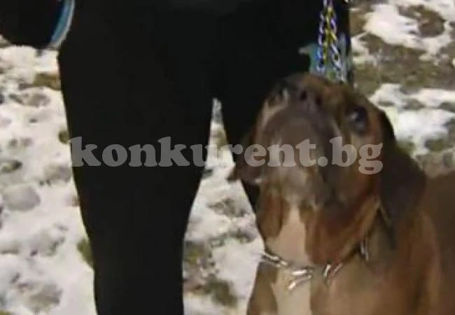 Изверг запали кучето си. Ето какво го сполетя