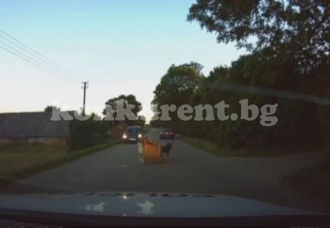 Куче заедно с колибата си се самонастани на шосе