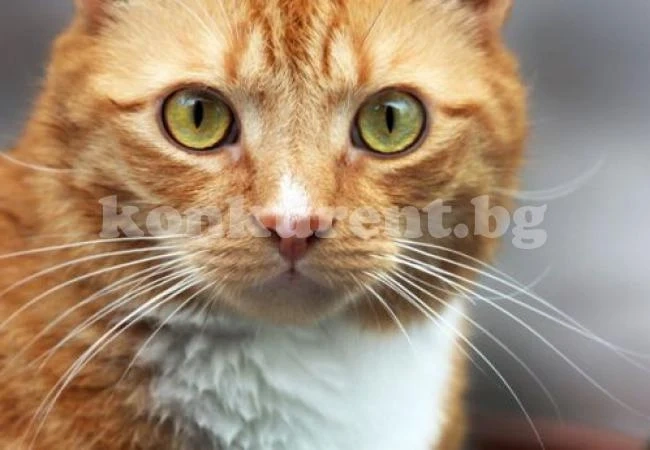 Котка взе за \